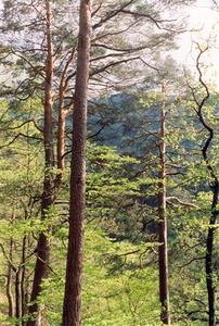 Trees, upper part