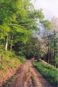 Path through forest