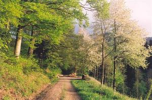 Path through forest