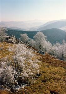 Frost covered trees and shrubs