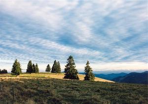 Few Pine trees scattered undered cloud sheet