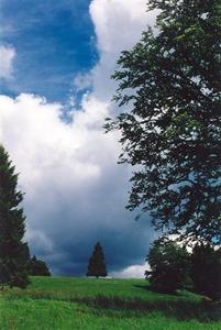 Trees, clouds, bit of blue sky