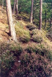  Pine forest with heather