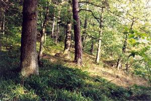 Green forest with sun