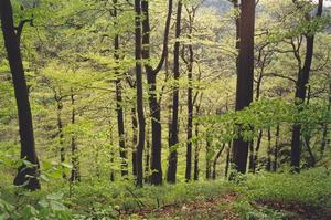 Green forest