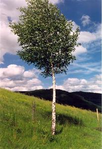 Silver birch(?) on a windy day..