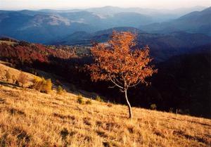 Sunset light on hill side with single tree