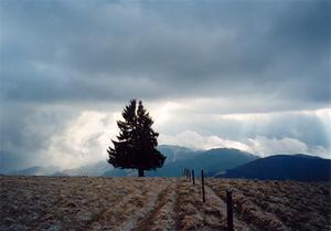 Pine tree in fenced field with clouds