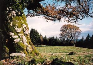 Moss covered tree trunk, with red leaves, sun