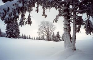 Snow covered trees  [best album]