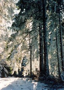 Sun filtered through pine trees