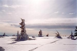 Snow covered trees and tracks