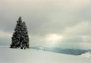 Light streak thru clouds, pine trees