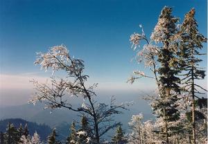 Snowy tree tops