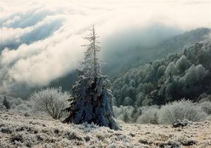 Pine tree overlooking cloud obscured valley