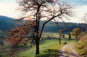 Cherry trees along path