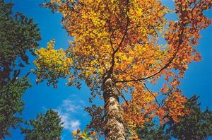 Colourful tree