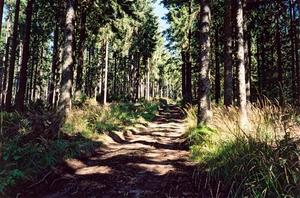 Path through forest