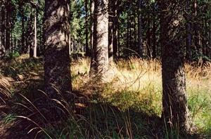 Close up ground of forest