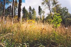 Grass at edge of forest