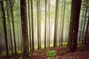 misty light through forest