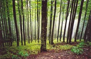 light through forest