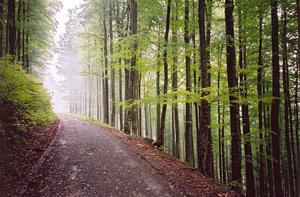 Road through misty forest