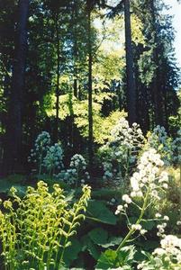 Fern and white flowers in forest