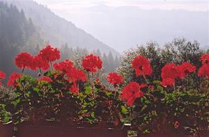 Geraniums on window 