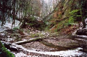 Fallen tree over ravine