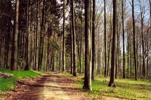 Dirt road through forest