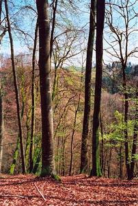 Forest trees on hill