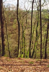 Tall thin green trunks