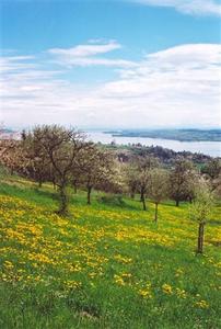 View of Lake Constanz from apple orchard
