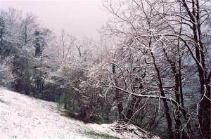 Snow covered field and trees