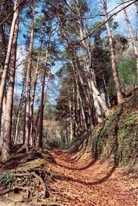 Leaf covered path through forest