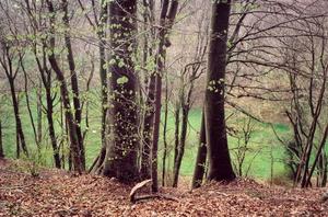 Dark trees over green field