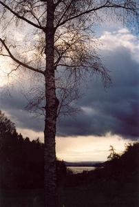 Tree over C. lake