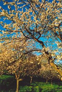 White blossoms