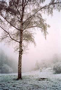 Tree with daffodils in the snow