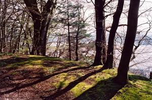 Trees with shadow over lake Constanz