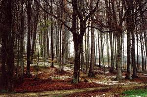 Forest with track