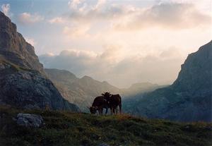 Two cows grazing in the setting cloudy sky