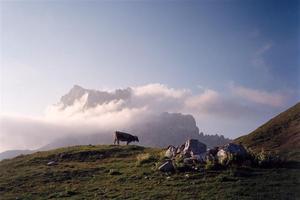 Grazing cow in a rocky meadow