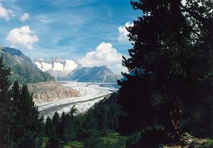 Aletsch Glacier through tree
