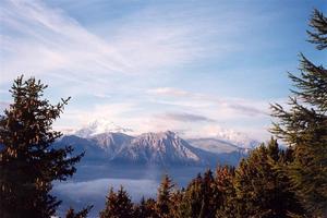 View from Riederalp through pine trees