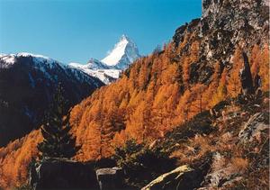 Matterhorn behind orange larch forest