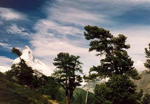 Matterhorn through trees