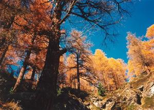 Larch forest, intense coulours..