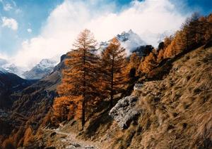 Path with larch trees, mountains